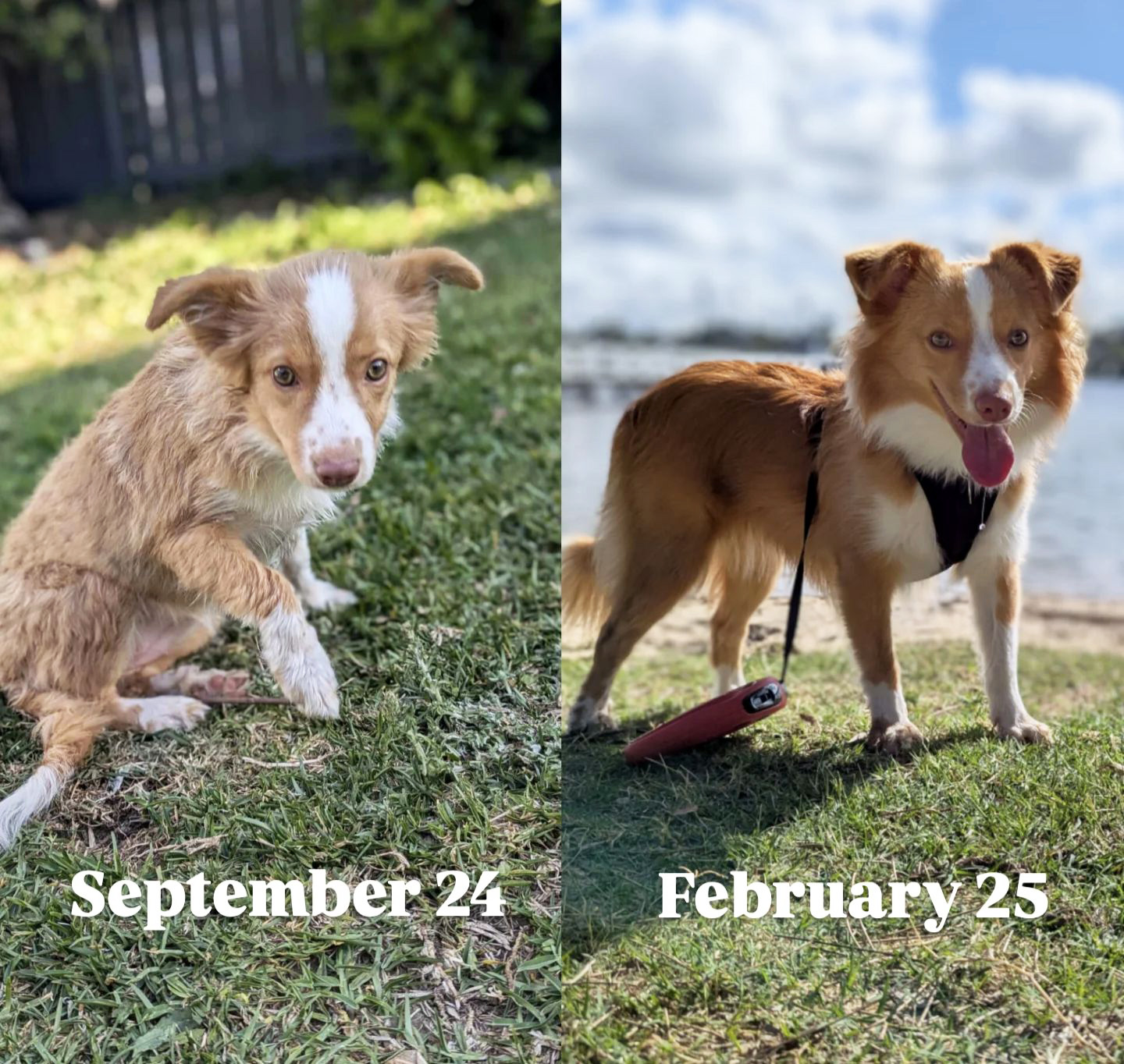 Vivid Rescue Spokesdog Transformation Rspca