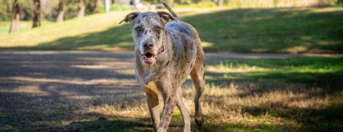Feature Blog Dozer