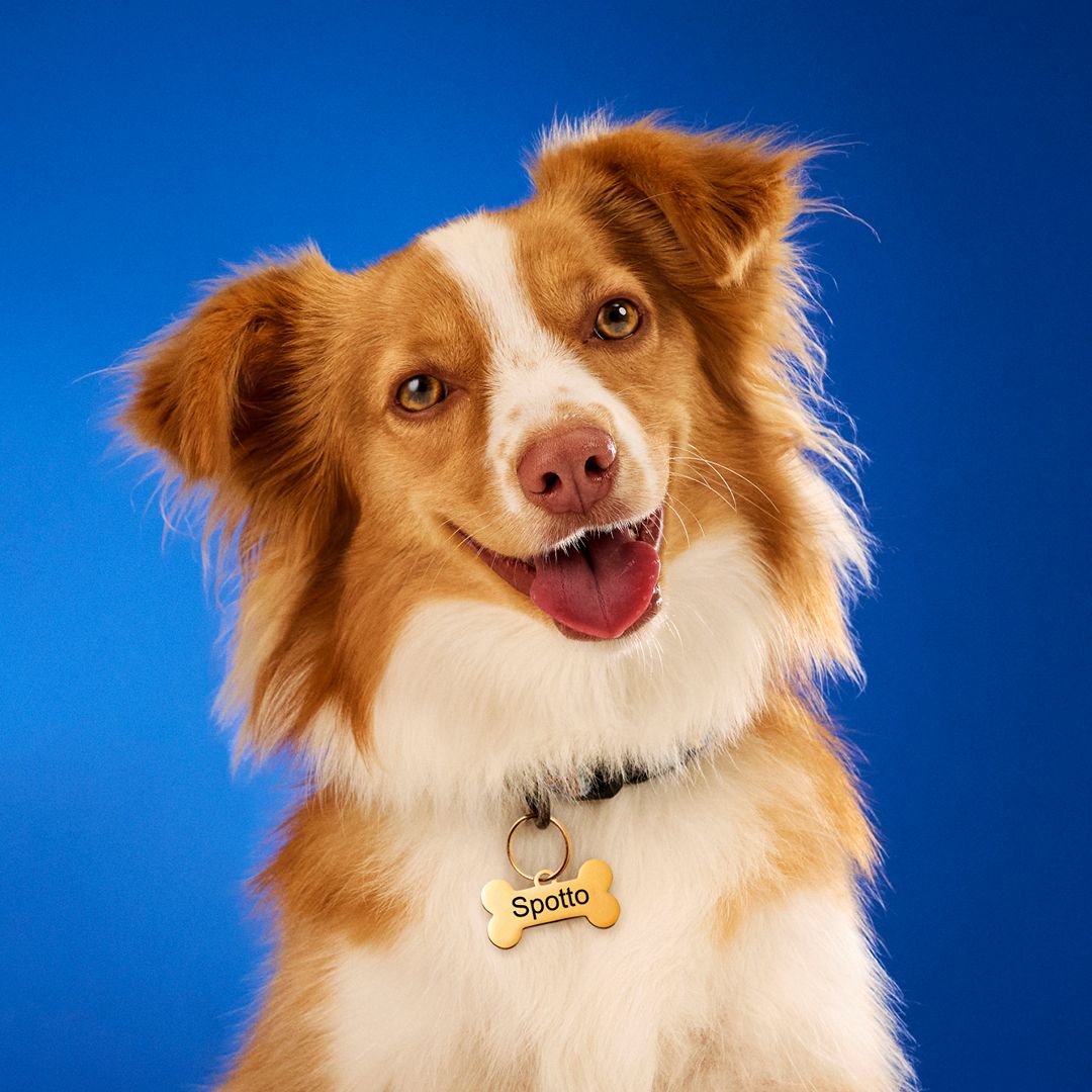 Rspca Lottery Pet Supporter Web Feature Image Spott O2 1080x1080px