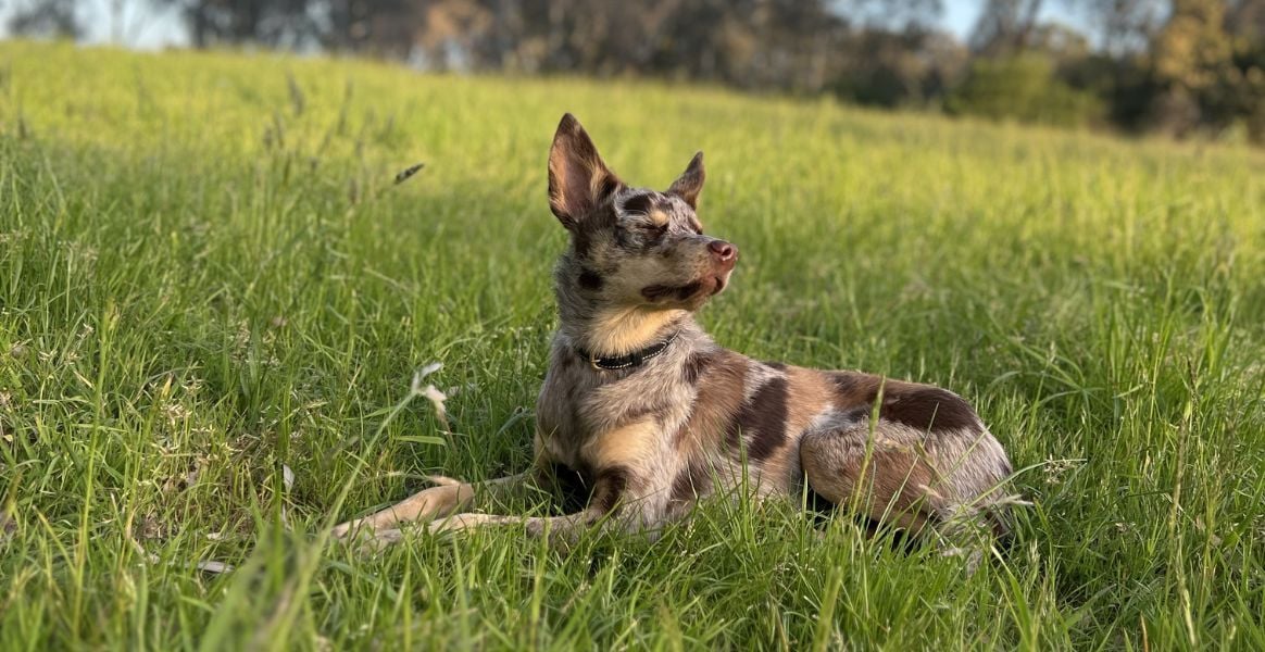 Shenzi Feature Image